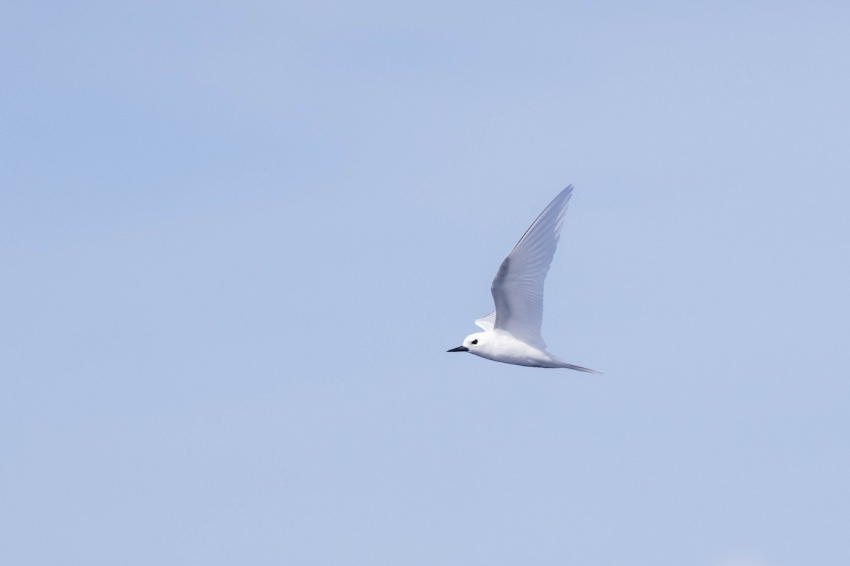 White Tern - ML551306841