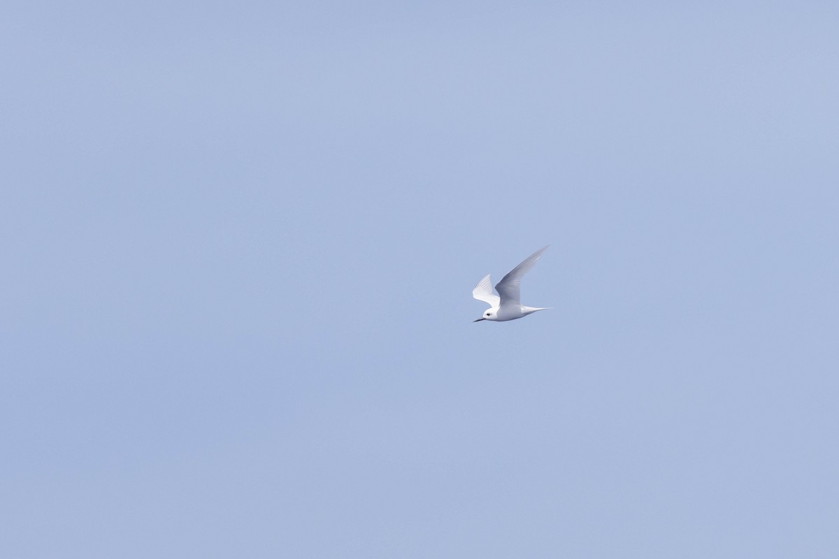 White Tern - ML551306851