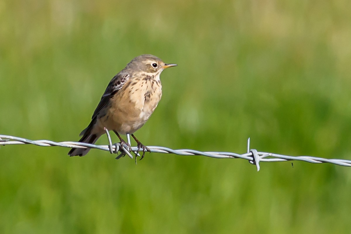 American Pipit (rubescens Group) - Carole Rose