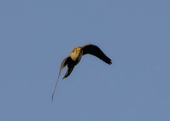 Red-necked Falcon - Vaijayanti Gadgil
