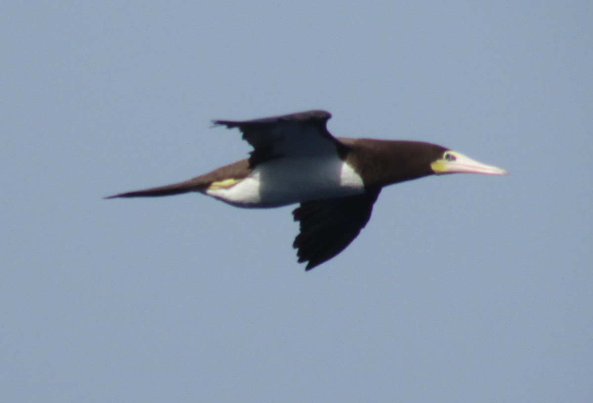 Brown Booby - ML55130881