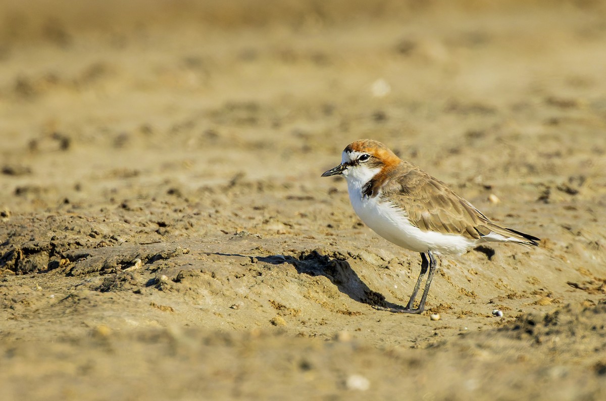 Red-capped Plover - ML551309911