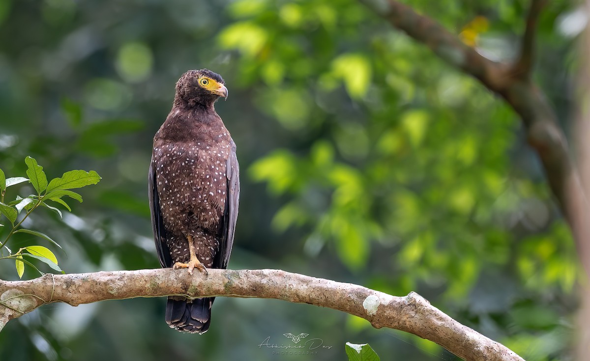 Andaman Serpent-Eagle - ML551315861