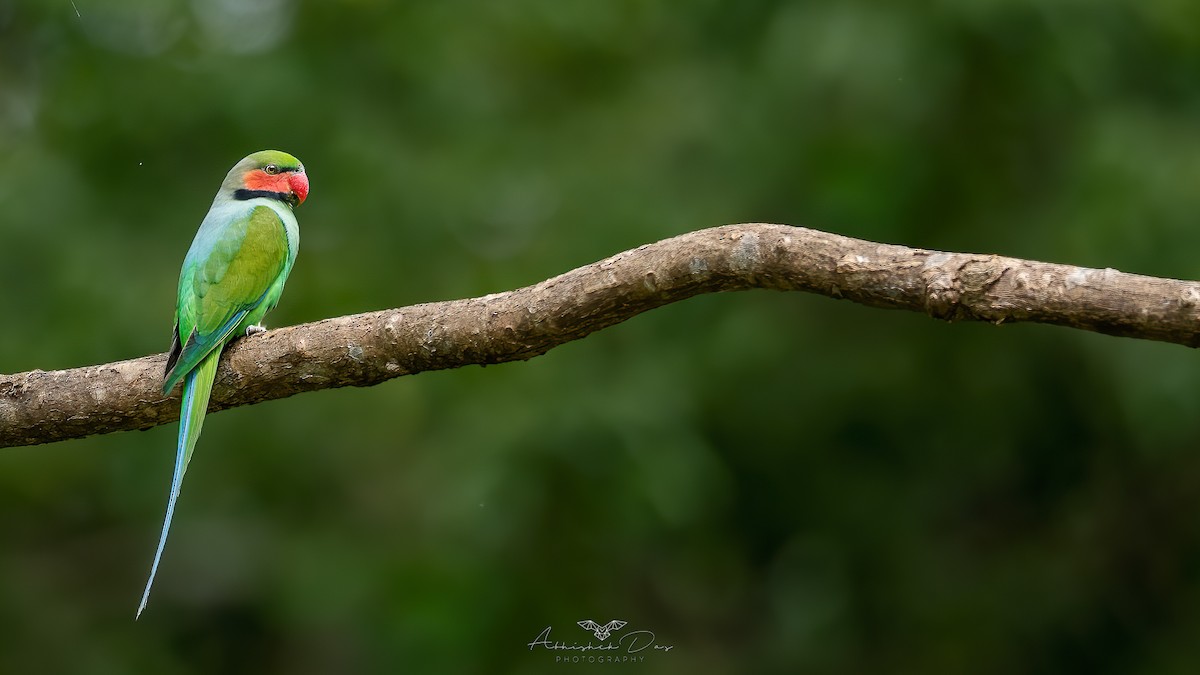 Long-tailed Parakeet - Abhishek Das