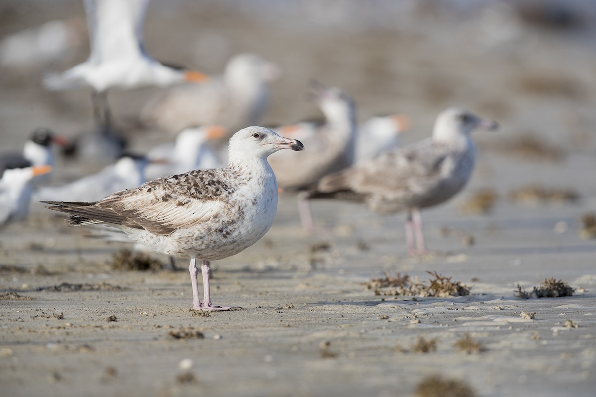 Great Black-backed Gull - Laurie Ross | Tracks Birding & Photography Tours