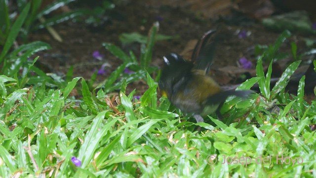 Orange-billed Sparrow - ML551319121