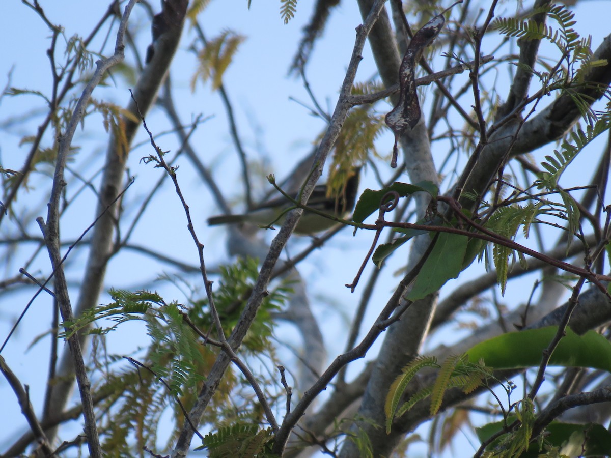 Black-throated Green Warbler - ML551320451
