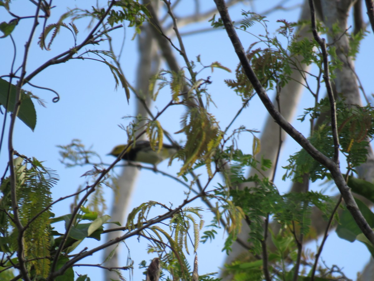 Black-throated Green Warbler - ML551320461