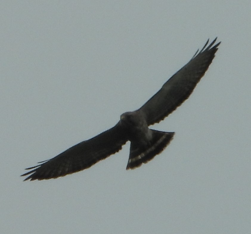 Crane Hawk (Blackish) - ML551323581