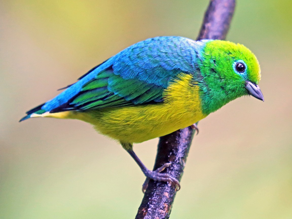 Blue-naped Chlorophonia - Nigel Voaden