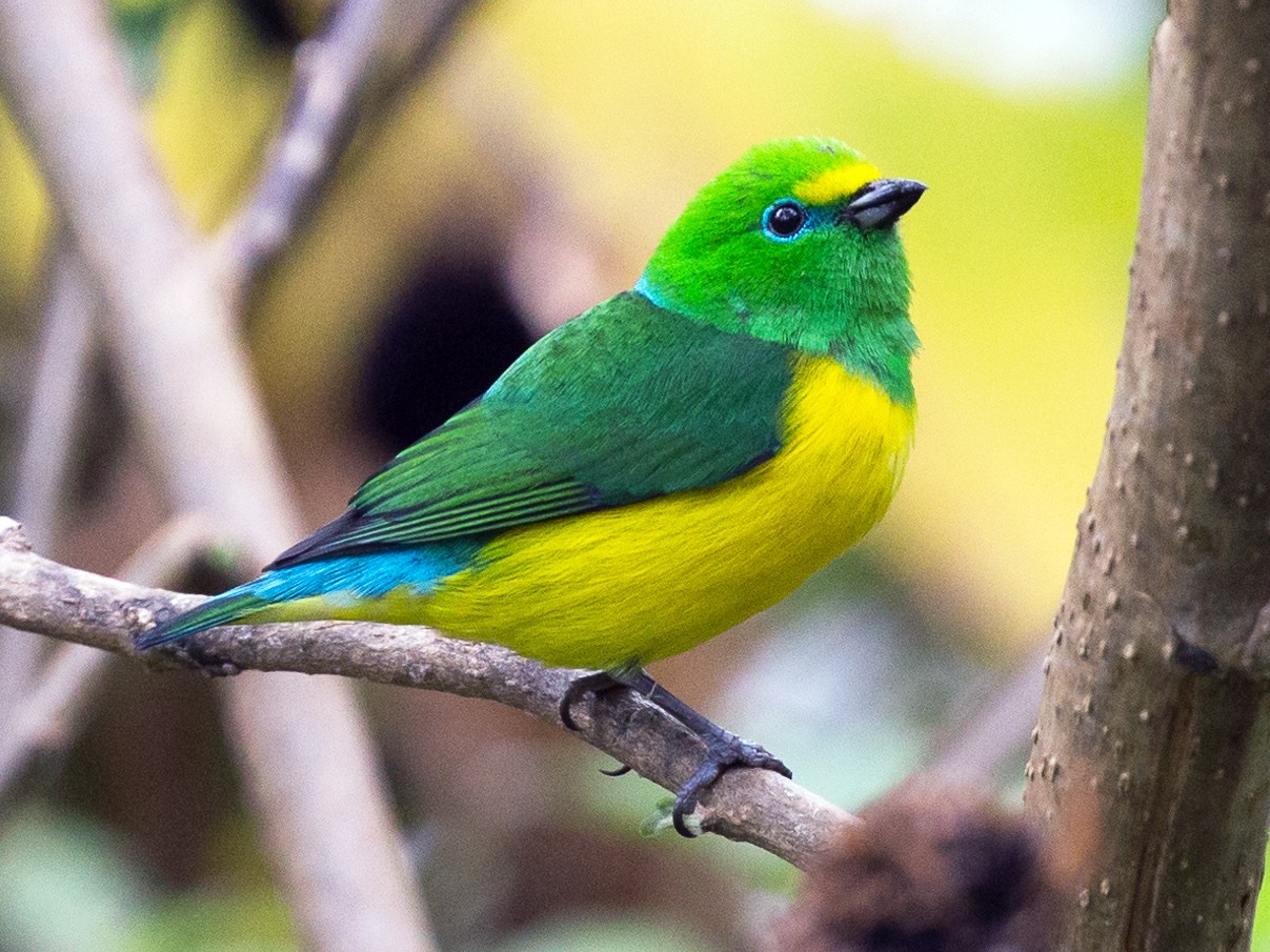 Blue-naped Chlorophonia - Rob Felix