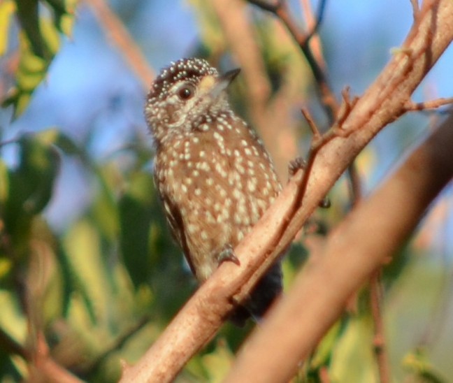Spotted Piculet - ML551339561
