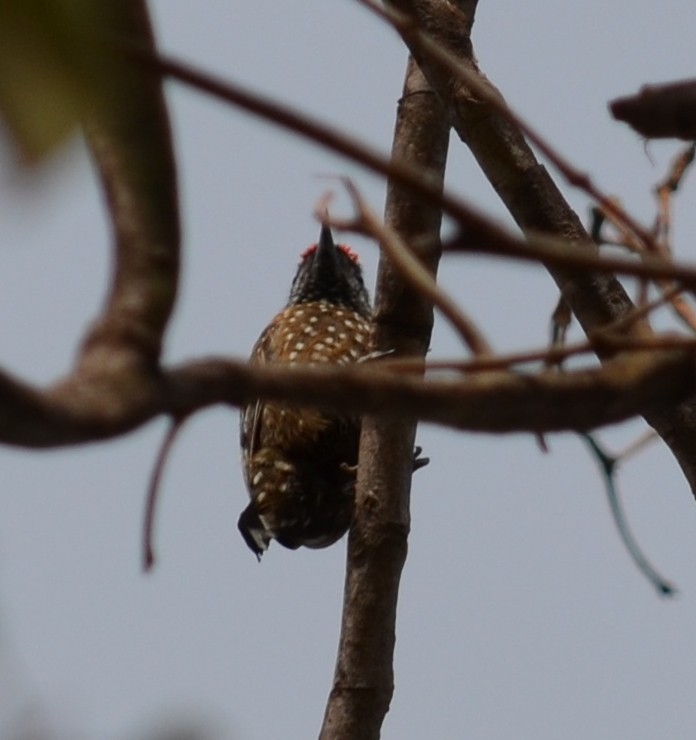 Spotted Piculet - ML551339571