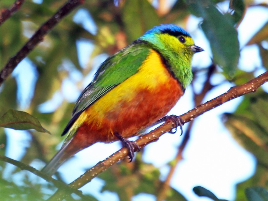 Chestnut-breasted Chlorophonia - eBird