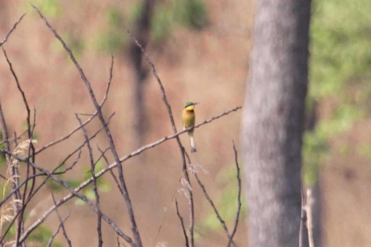 Little Bee-eater - ML551341281