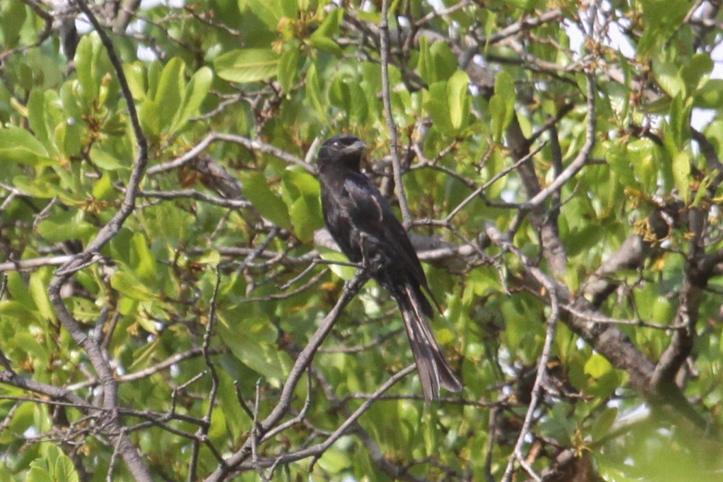 Fork-tailed Drongo - ML551341371