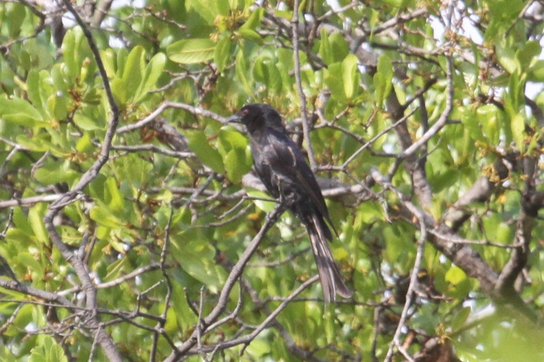 Fork-tailed Drongo - ML551341381