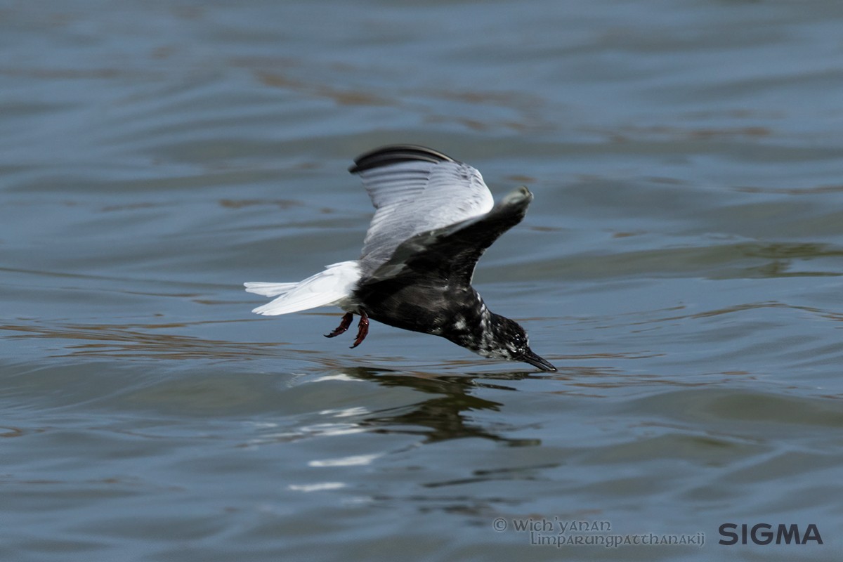 White-winged Tern - Wich’yanan Limparungpatthanakij