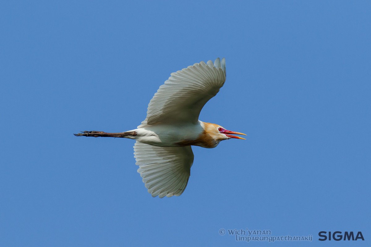 Eastern Cattle Egret - Wich’yanan Limparungpatthanakij