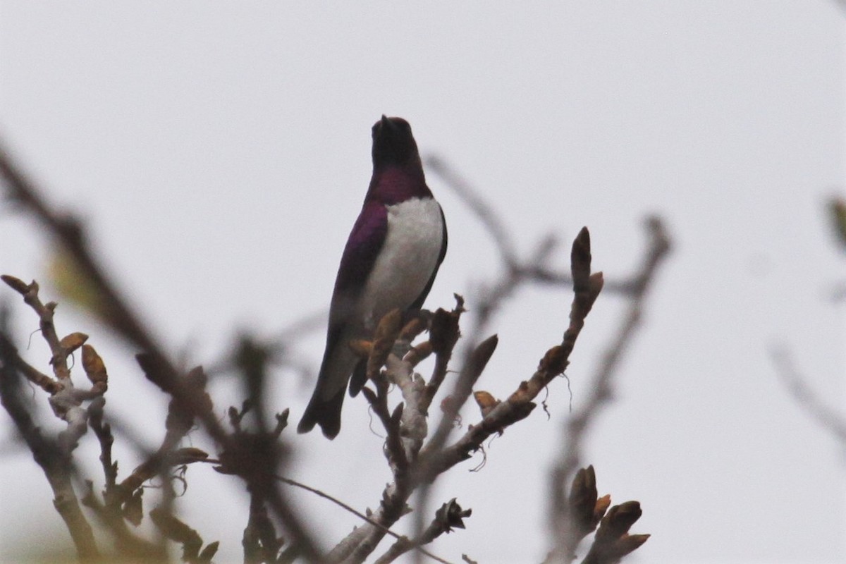 Violet-backed Starling - ML551346221