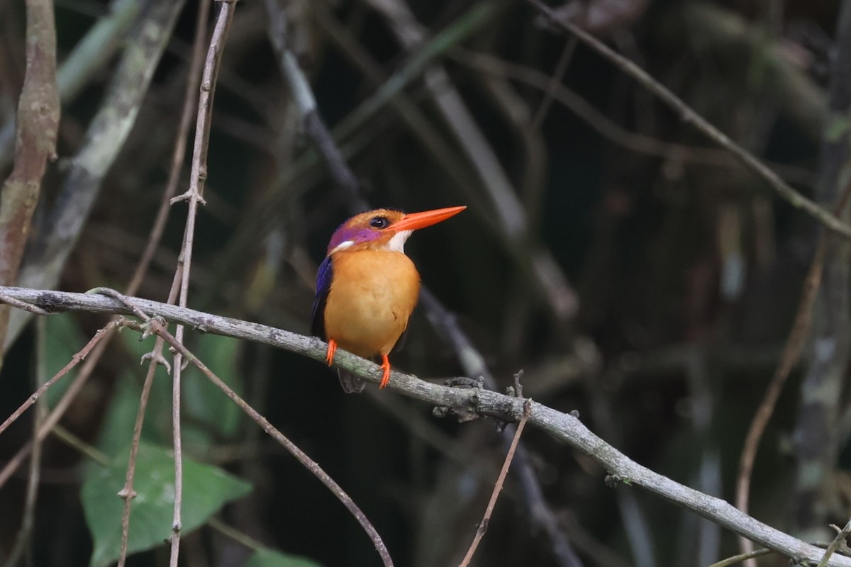 African Pygmy Kingfisher - Charley Hesse TROPICAL BIRDING