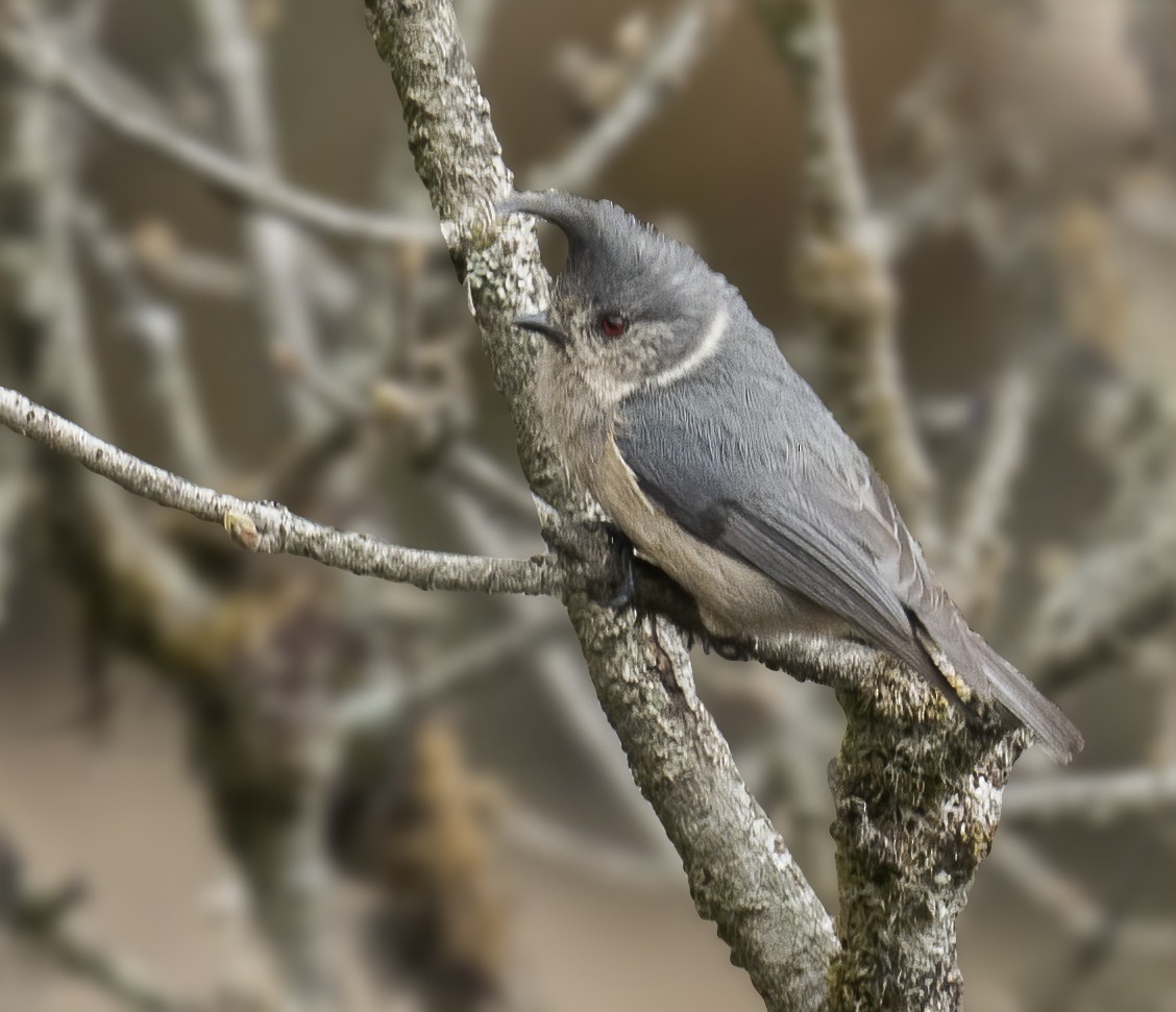 Gray-crested Tit - ML551348111