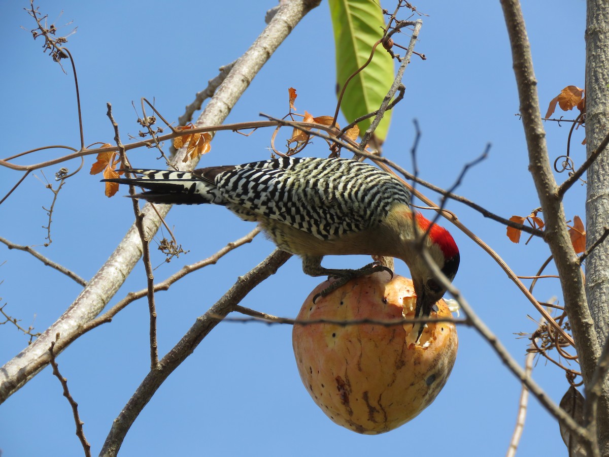 West Indian Woodpecker - Thomas Hinnebusch