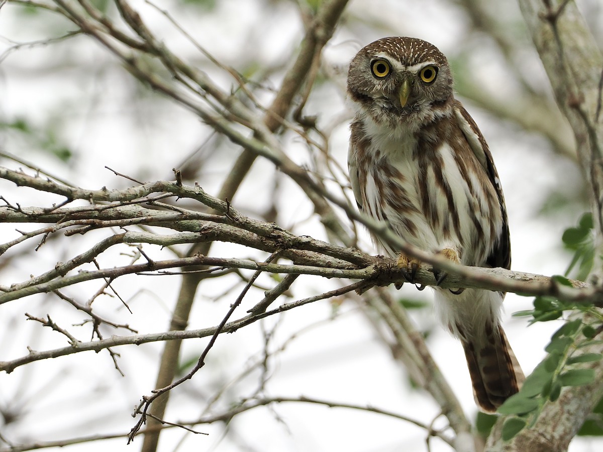 Ferruginous Pygmy-Owl - ML551349191