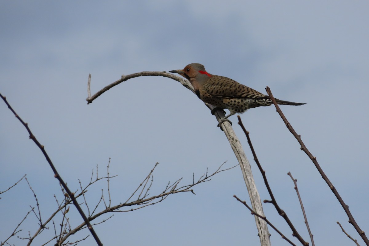 Northern Flicker (Yellow-shafted) - ML551354121