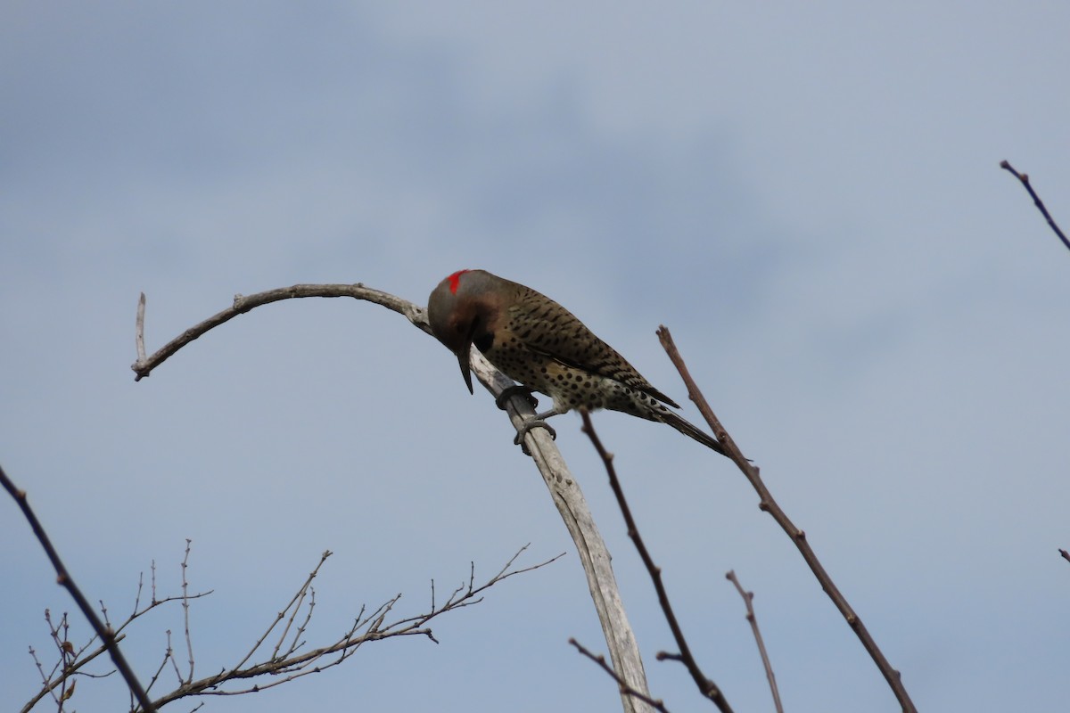 Northern Flicker (Yellow-shafted) - ML551354141