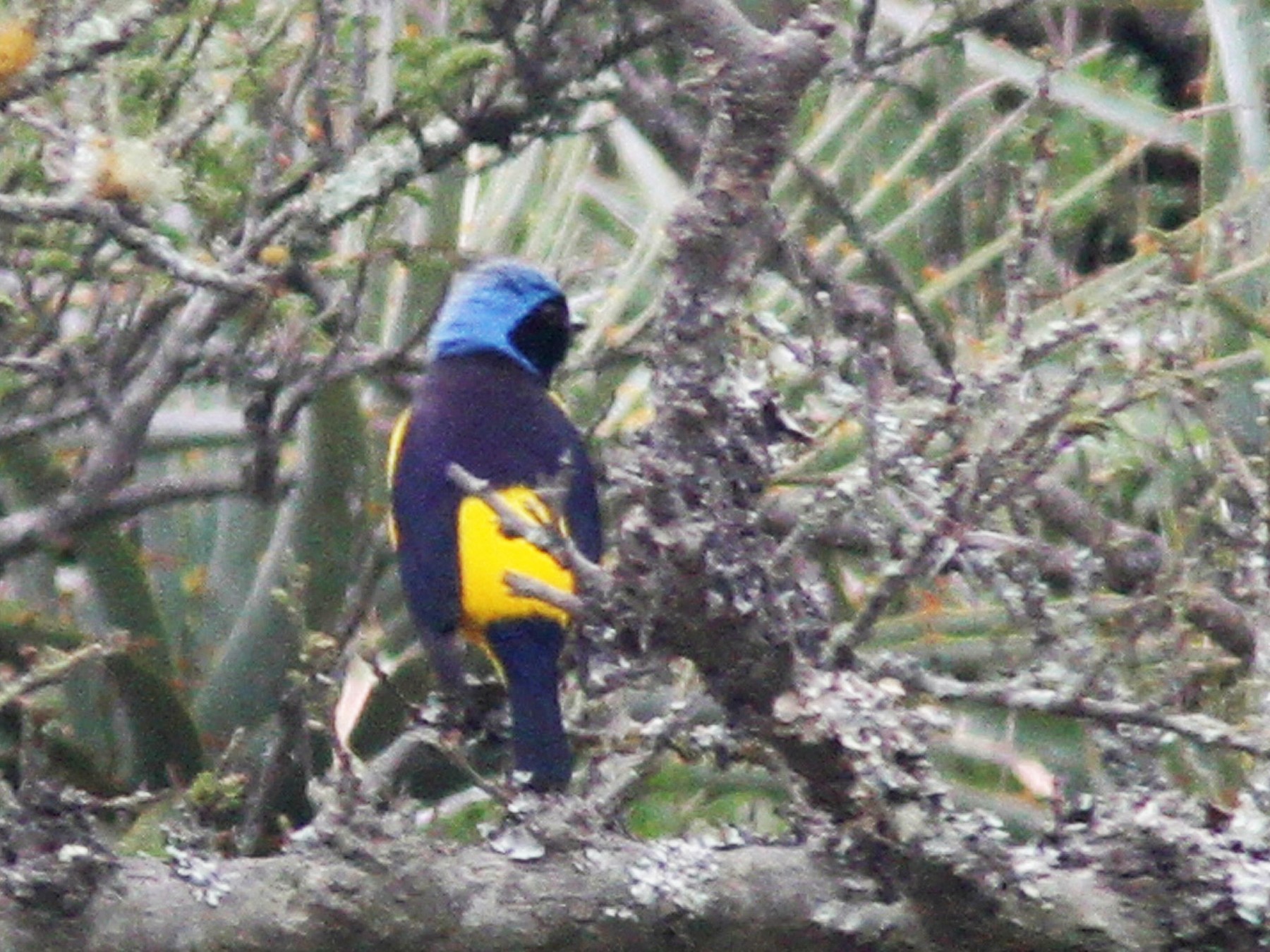 Golden-rumped Euphonia - eBird