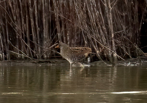 Spotted Crake - ML551359941