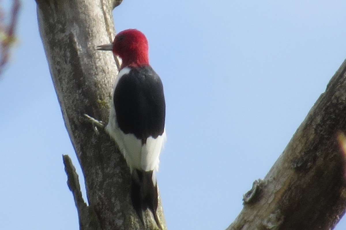 Red-headed Woodpecker - ML55136061