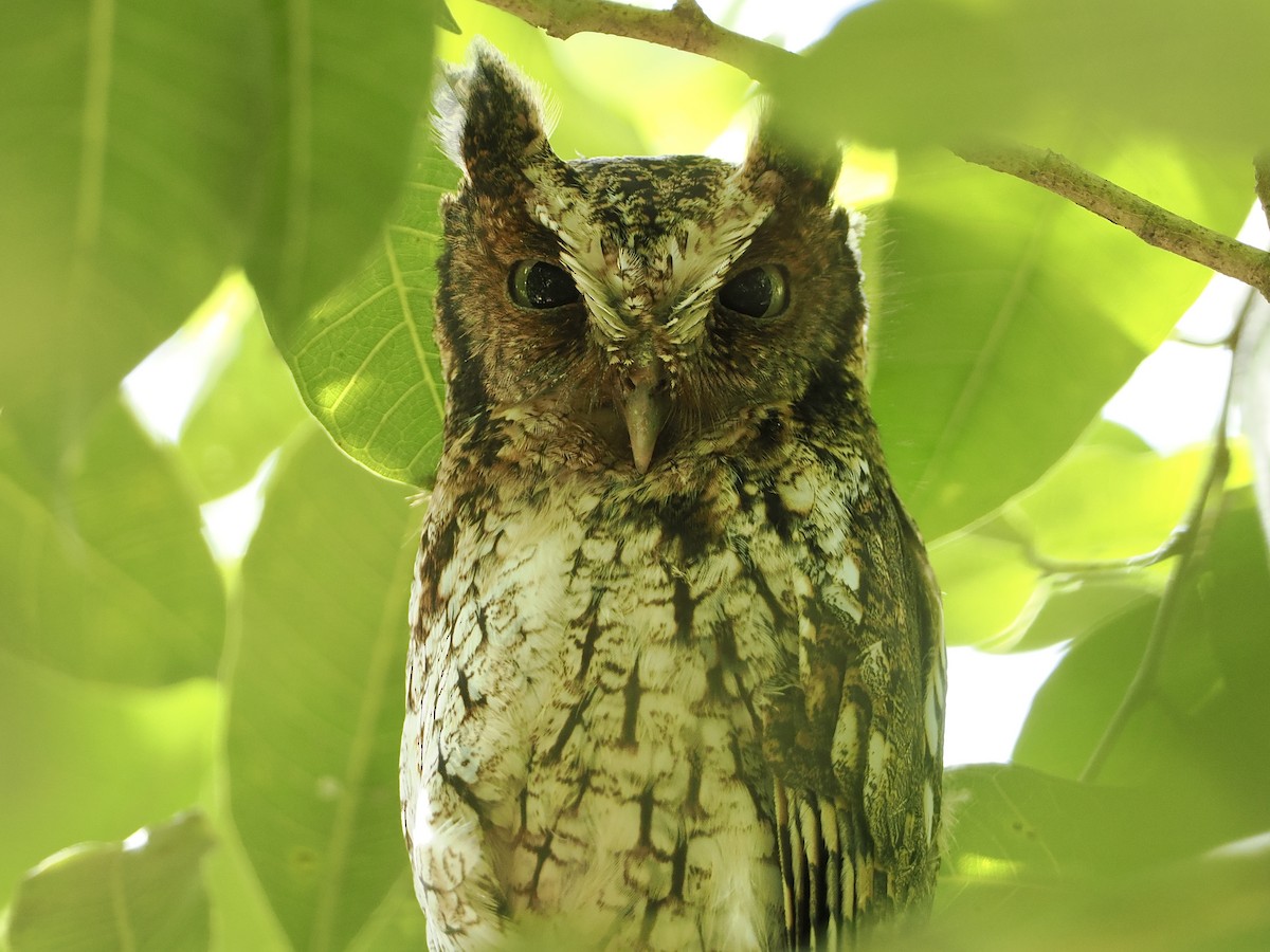 Middle American Screech-Owl - ML551361501