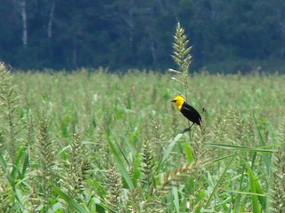  - Yellow-hooded Blackbird