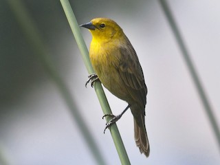  - Yellow-hooded Blackbird