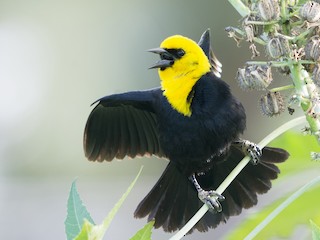  - Yellow-hooded Blackbird