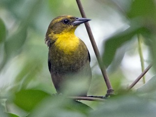 - Yellow-hooded Blackbird
