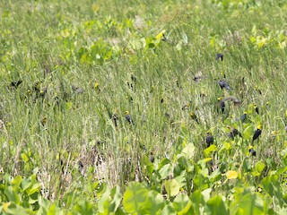  - Yellow-hooded Blackbird