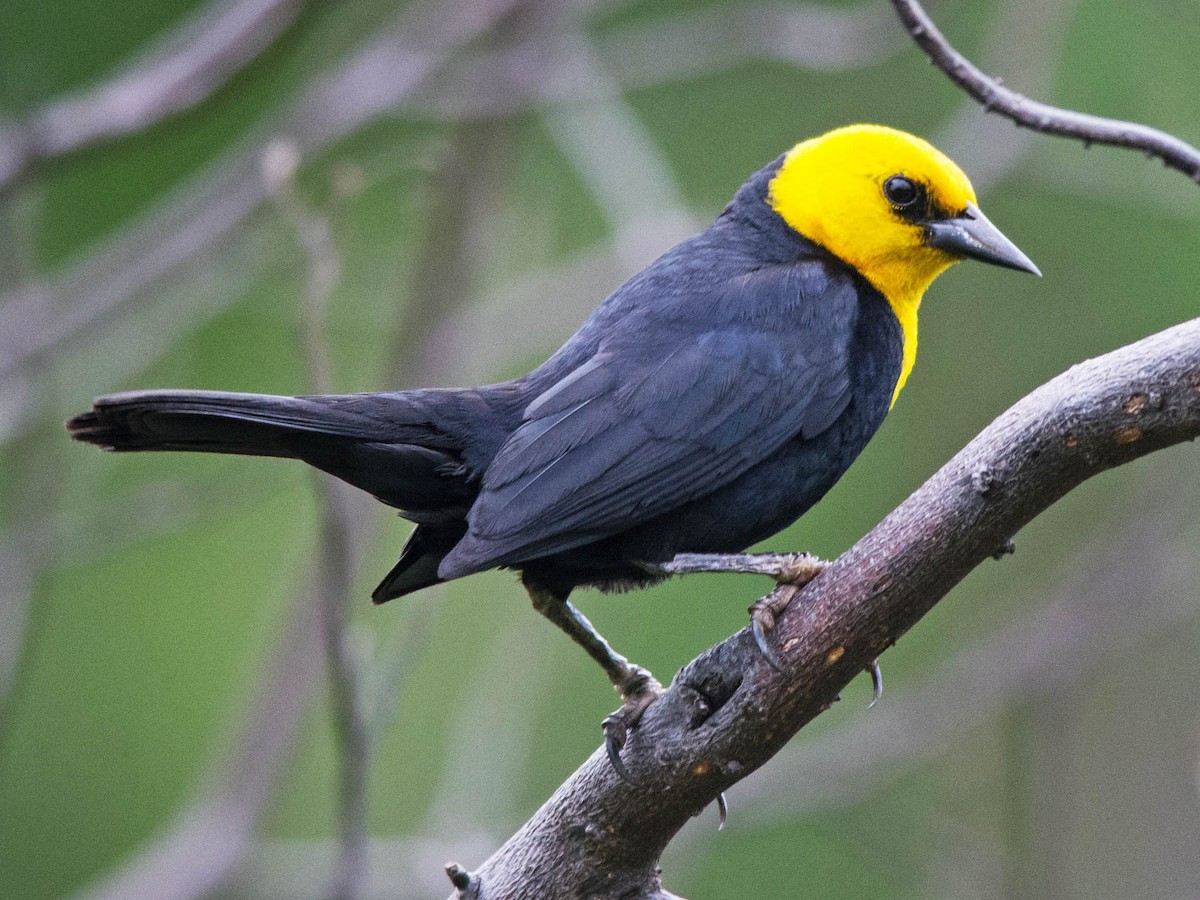 Yellow-hooded Blackbird - Chrysomus icterocephalus - Birds of the World, image size:1200x900