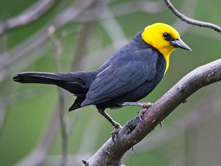  - Yellow-hooded Blackbird