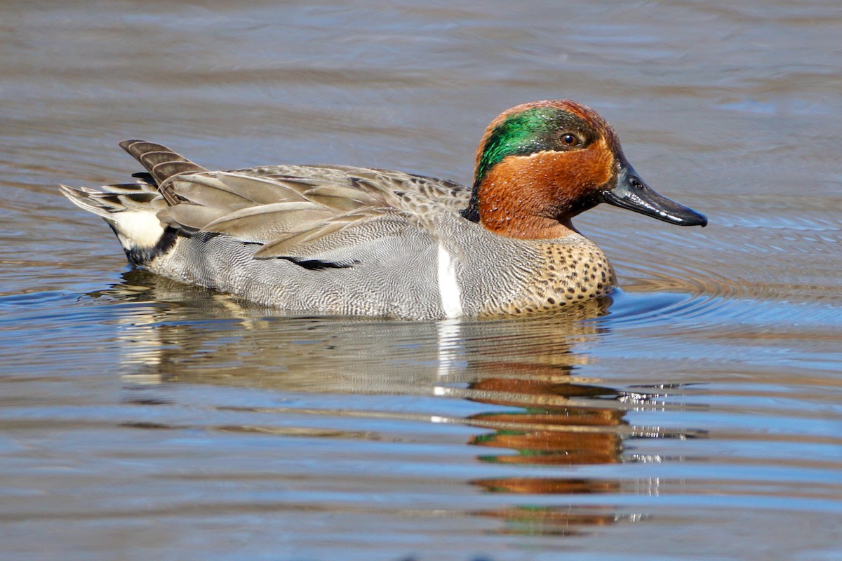 Green-winged Teal - ML551367581