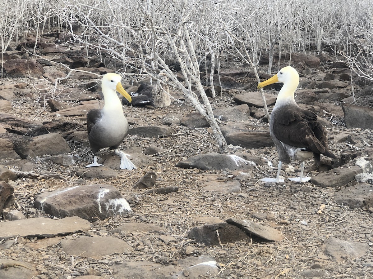 albatros galapážský - ML551368341
