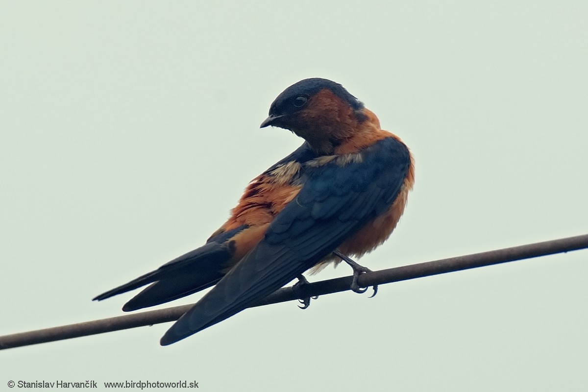 Sri Lanka Swallow - ML551368811