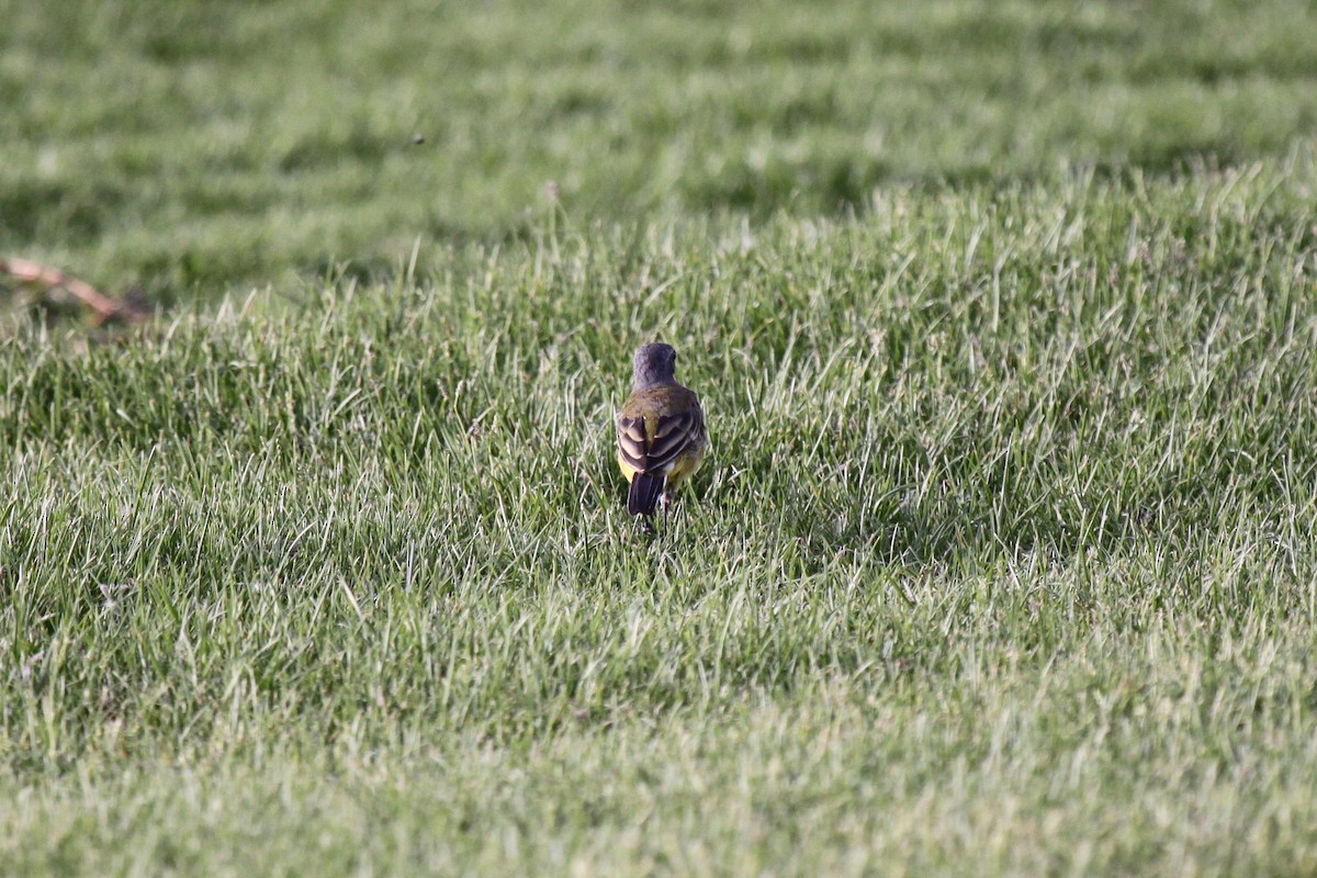 Western Yellow Wagtail - Tommy Pedersen