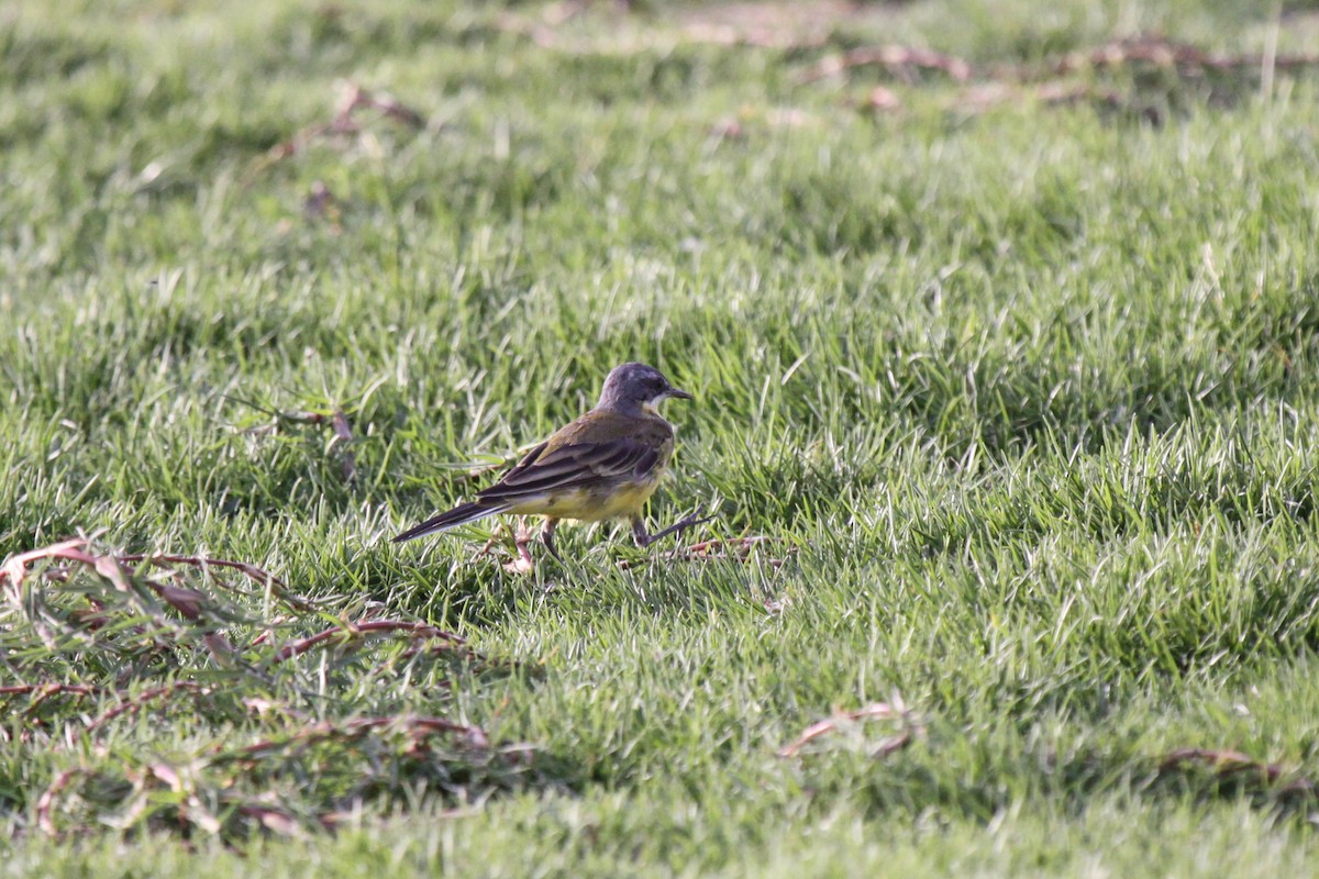 Western Yellow Wagtail - Tommy Pedersen