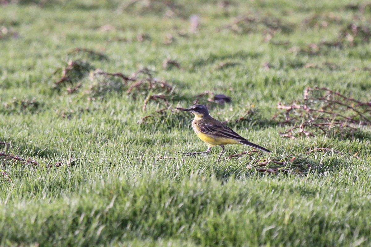 Western Yellow Wagtail - Tommy Pedersen