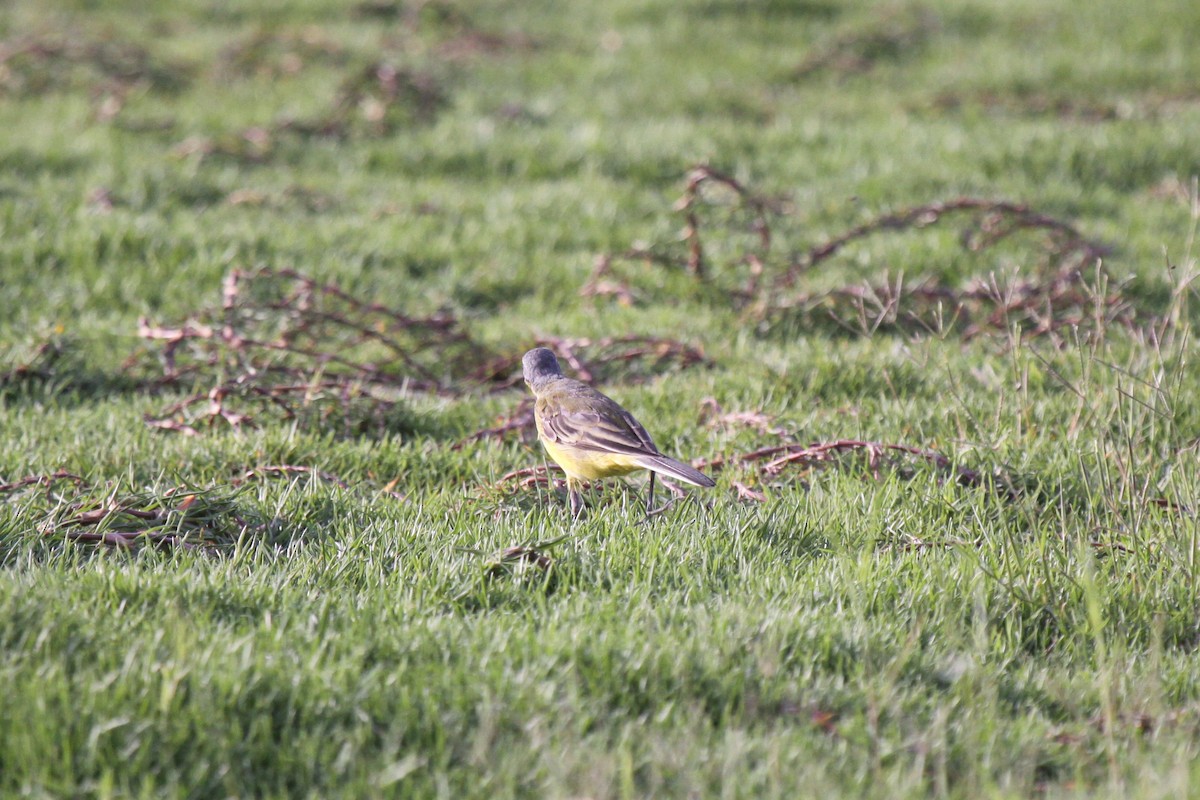 Western Yellow Wagtail - Tommy Pedersen