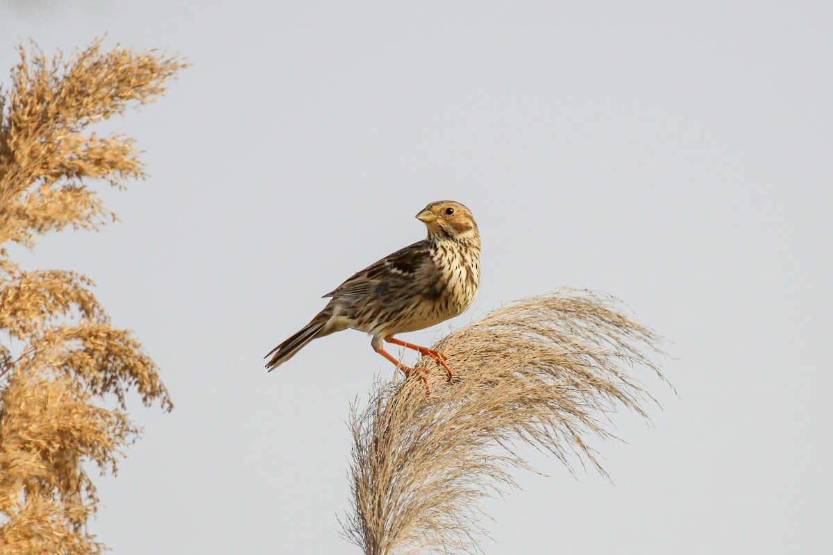 Corn Bunting - Tommy Pedersen