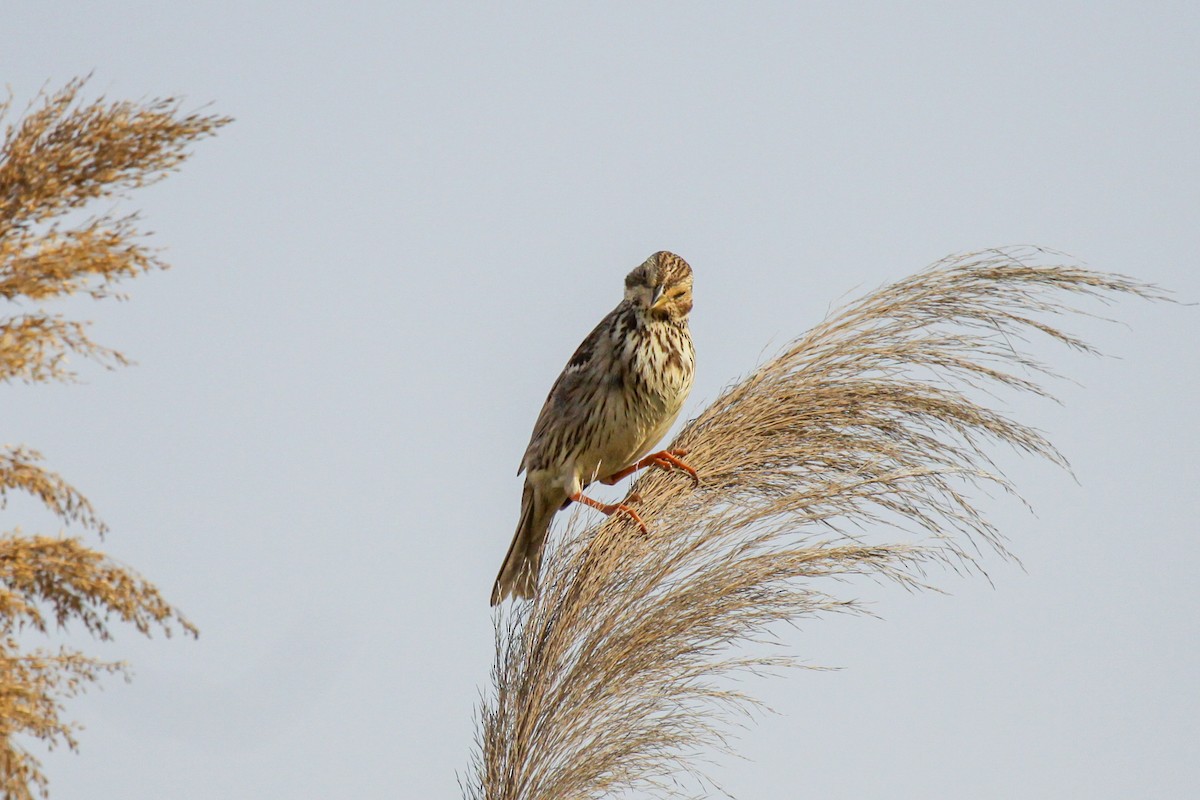 Corn Bunting - Tommy Pedersen